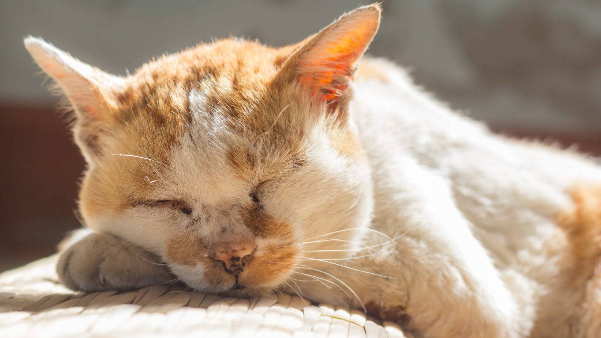Meine Katze wird alt: Wie kann ich sie am besten unterstützen?