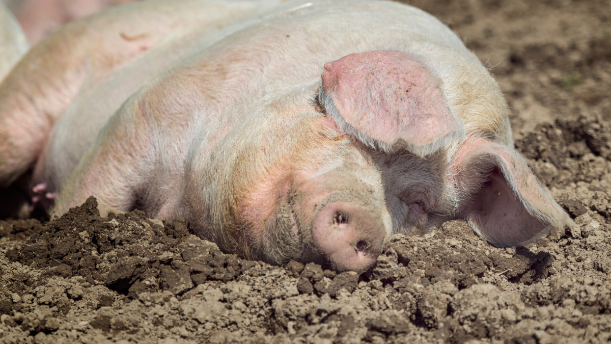 Schweine auf Stroh & Erde: Pionierbetrieb in Österreich kämpft mit Schikanen durch Behörden