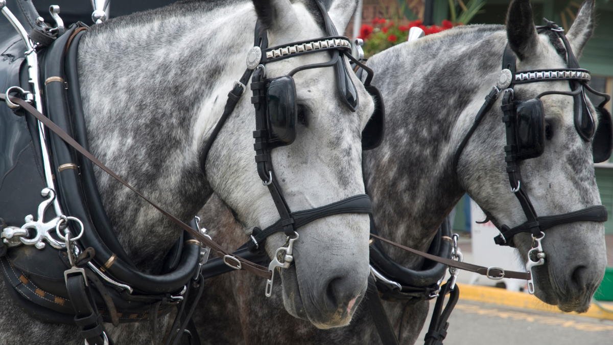 Faktencheck: Warum Pferde nicht für Kutschenfahrten in Städten geeignet sind Faktencheck: Warum Pferde nicht für Kutschenfahrten in Städten geeignet sind