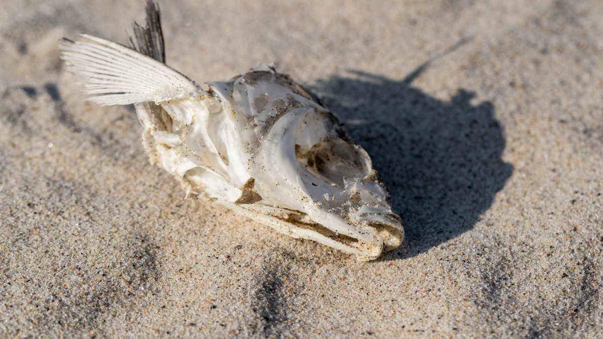 „Totalverlust“: Gigantisches Fischsterben in Österreich, auch seltene Arten betroffen „Totalverlust“: Gigantisches Fischsterben in Österreich, auch seltene Arten betroffen