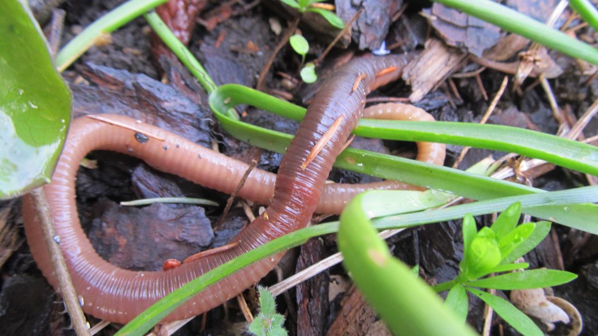 Geniales Multitalent: So wichtig und wertvoll sind Regenwürmer Geniales Multitalent: So wichtig und wertvoll sind Regenwürmer