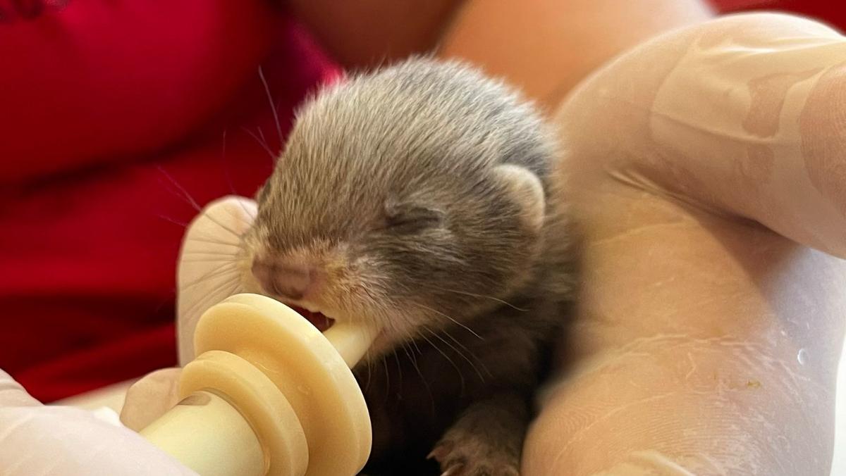 Findelkind: Iltis-Baby „Igor“ wird mit dem Fläschchen aufgezogen