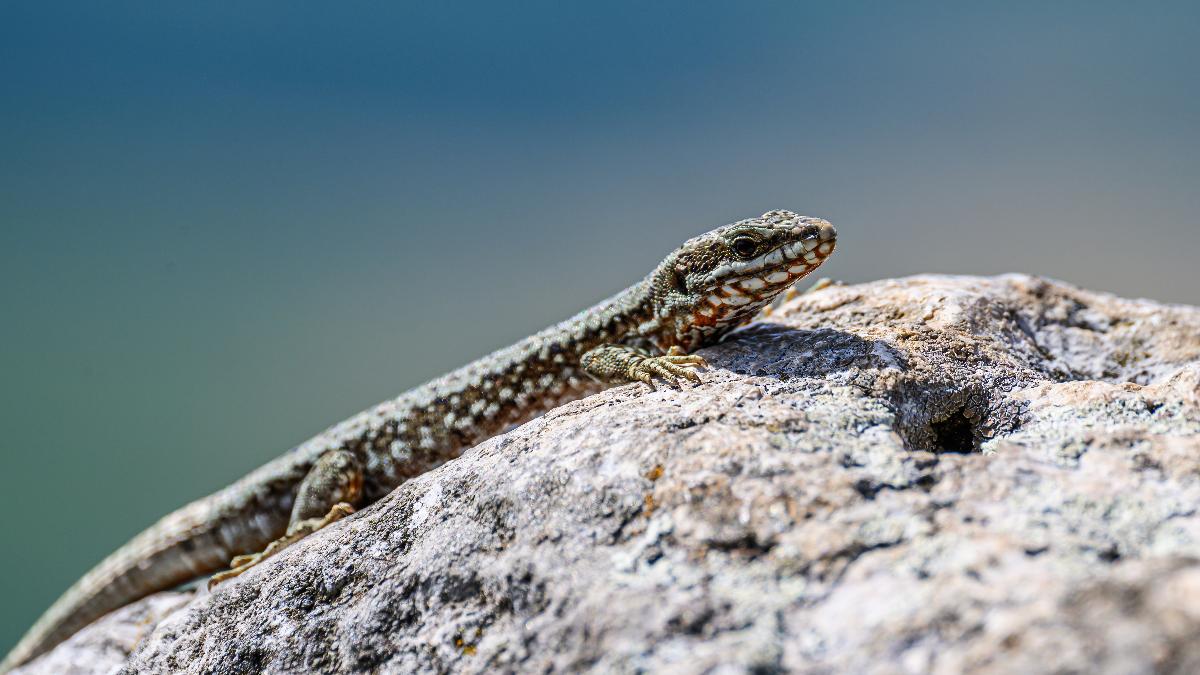 Eidechsen: So fleißig und nützlich sind die scheuen Sonnenanbeter