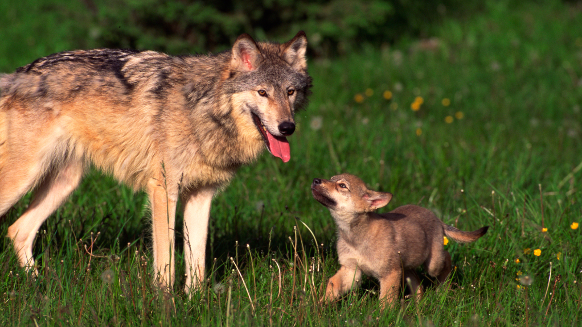 Neue Karte zeigt: Wo Tiere von Wölfen wirklich bedroht werden – und wo nicht