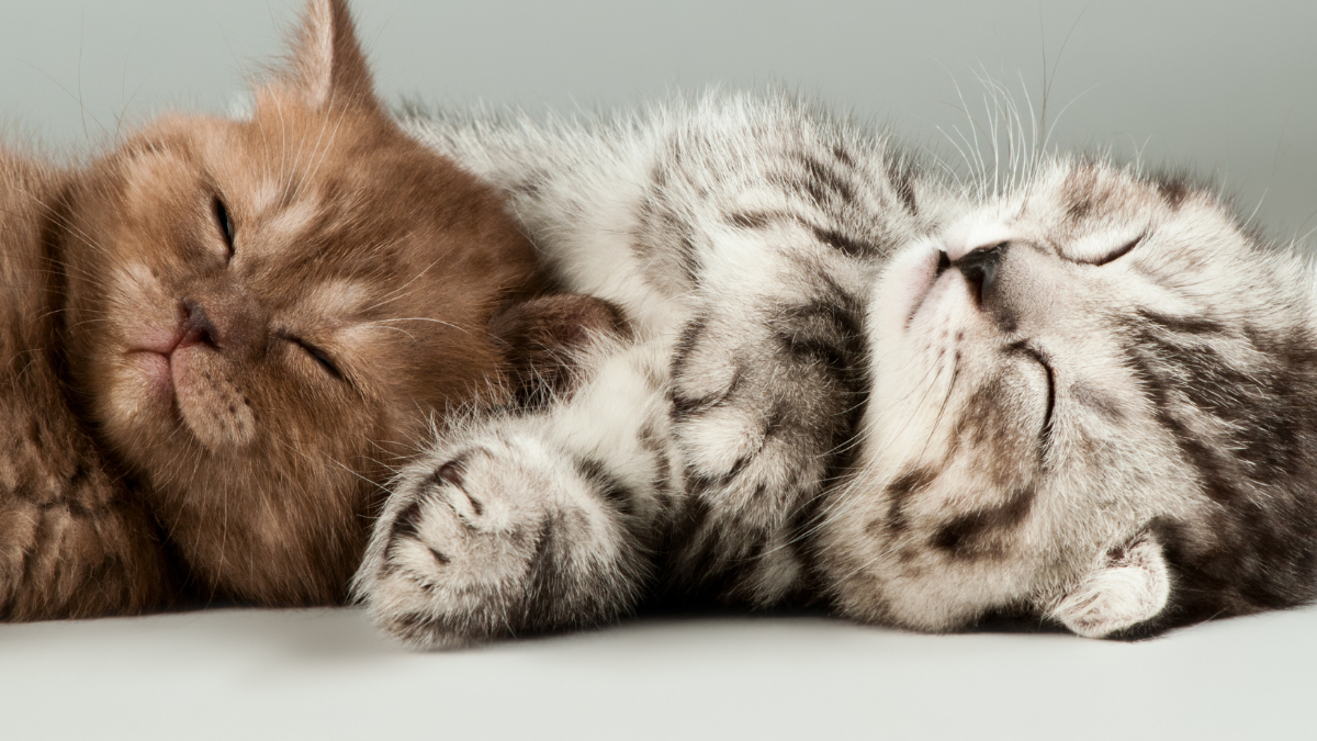 Aufreger: Sechs Babykatzen mit heißem Wasser ertränkt – mildes Urteil