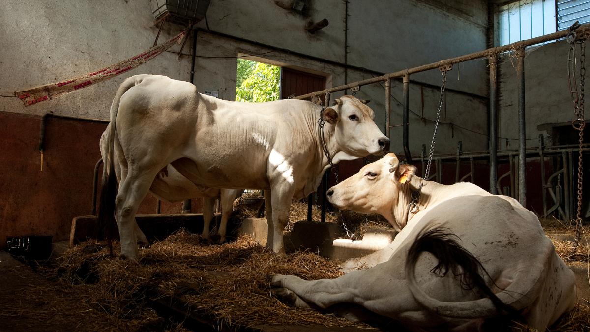 Tote Tiere am Bauernhof: Neuer Fall als Spitze eines gigantischen Eisbergs Tote Tiere am Bauernhof: Neuer Fall als Spitze eines gigantischen Eisbergs