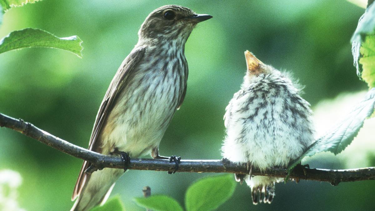 Nistkästen für Vogelhochzeit: So kann man Vögel in der Brutzeit unterstützen Nistkästen für Vogelhochzeit: So kann man Vögel in der Brutzeit unterstützen