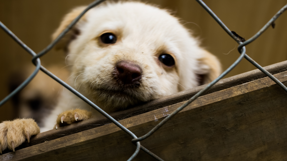 Frau verurteilt: 36 Hunde im Burgenland aus Horror-Haltung befreit