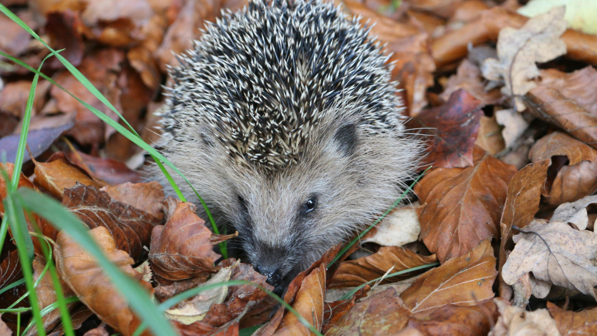 „Igel-Jäger“ gefasst: Wilderei an geschütztem Tier aufgeflogen