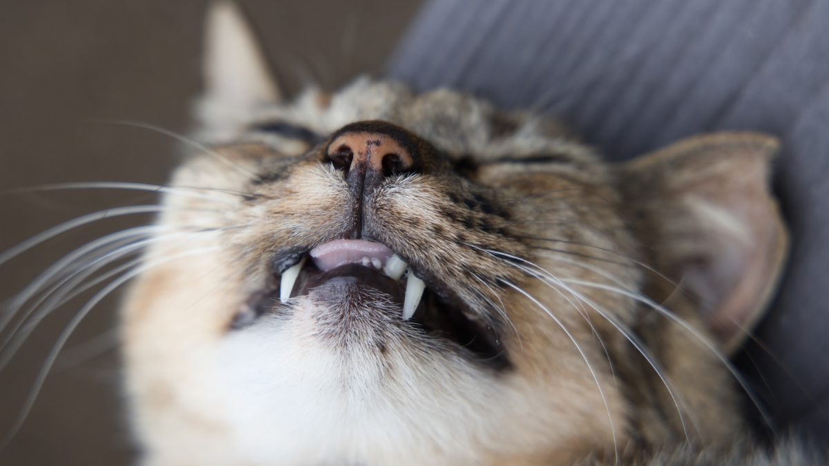 „Moralischer Bankrott“: Umgang mit Streunerkatzen wird zur Vertrauensfrage für Politik „Moralischer Bankrott“: Umgang mit Streunerkatzen wird zur Vertrauensfrage für Politik