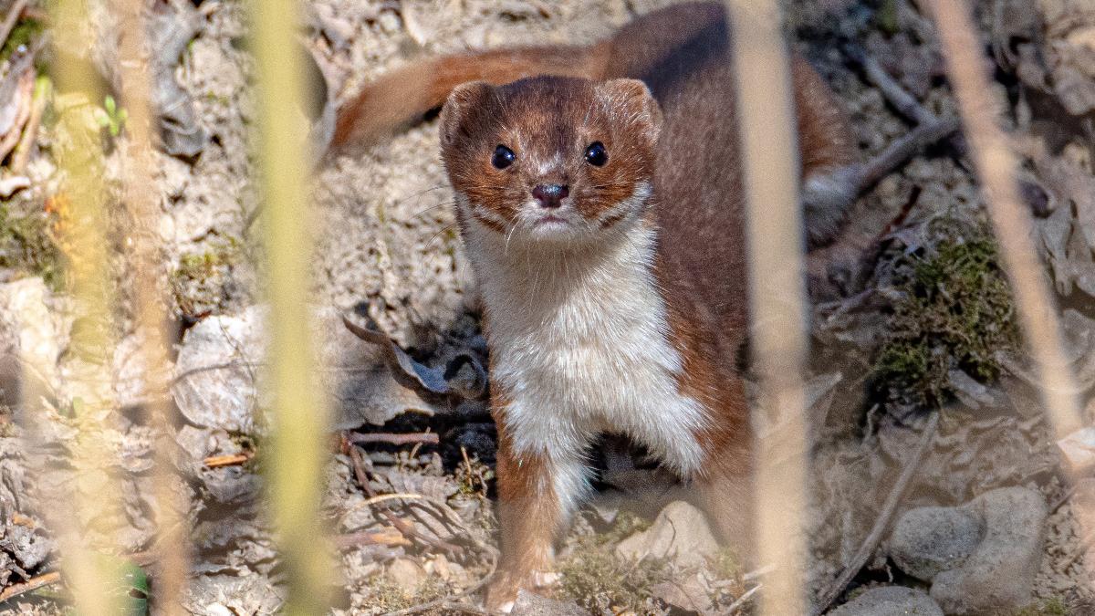„Mustela Nivalis“: Das frisch gekürte Tier des Jahres 2026 in Österreich „Mustela Nivalis“: Das frisch gekürte Tier des Jahres 2026 in Österreich