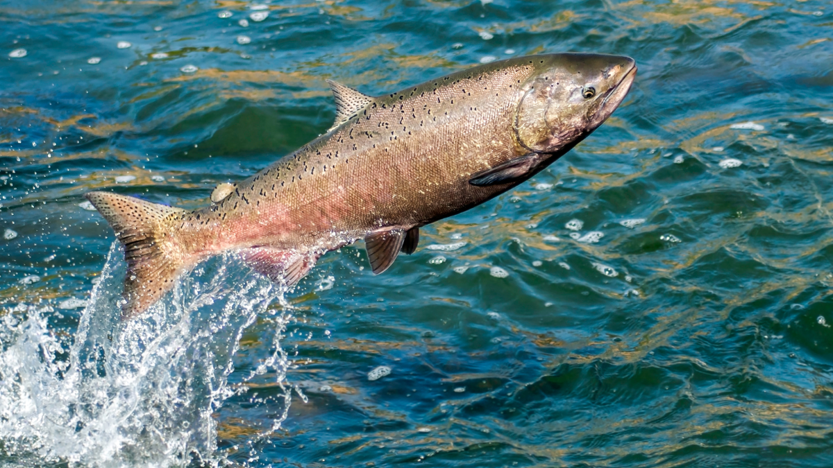 Umstrittene Lachsfarm im nördlichen Waldviertel weiter nur Wunschtraum