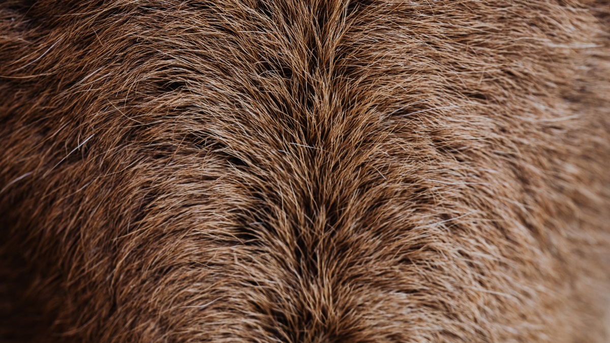 Von wegen „pelzfrei“: Hinter Kunstpelz steckt hier offenbar Echtpelz Von wegen „pelzfrei“: Hinter Kunstpelz steckt hier offenbar Echtpelz