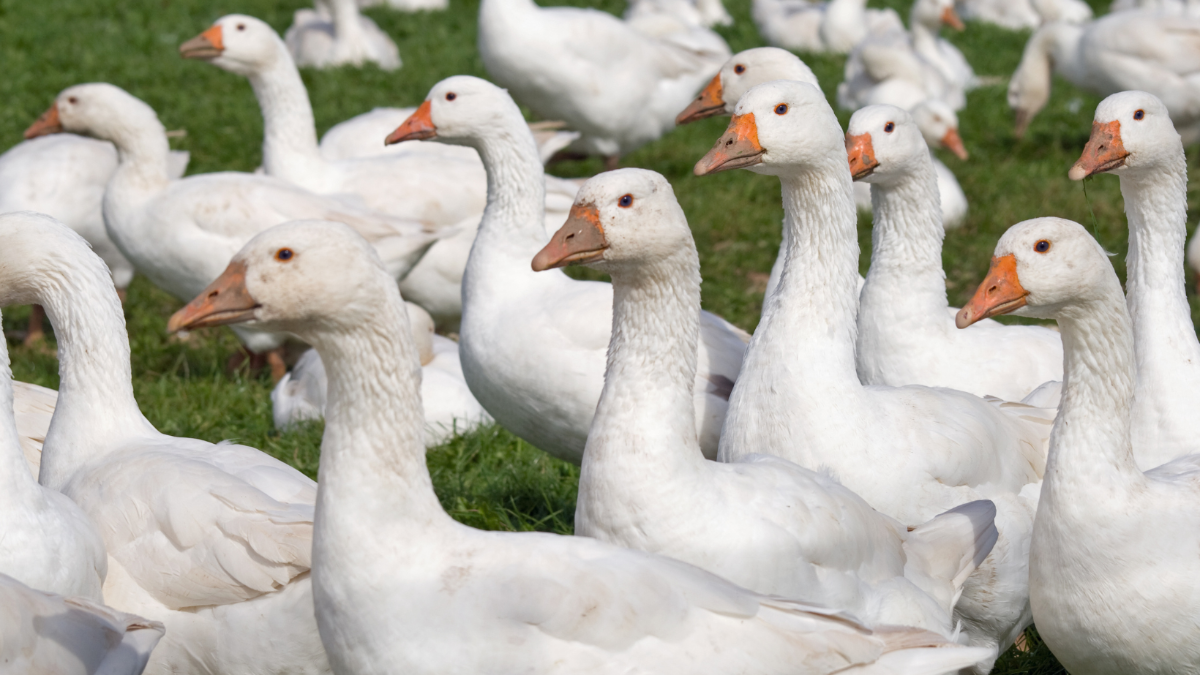 Gans aus Österreich: Von Anspruch und Wirklichkeit