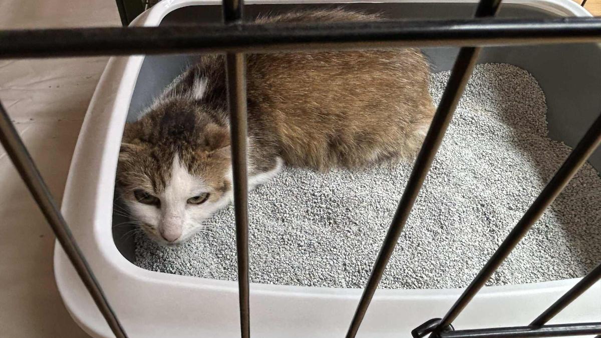 Kranke Katzen gerettet: Tausende Euro an Arztrechnungen belasten kleine Vereine