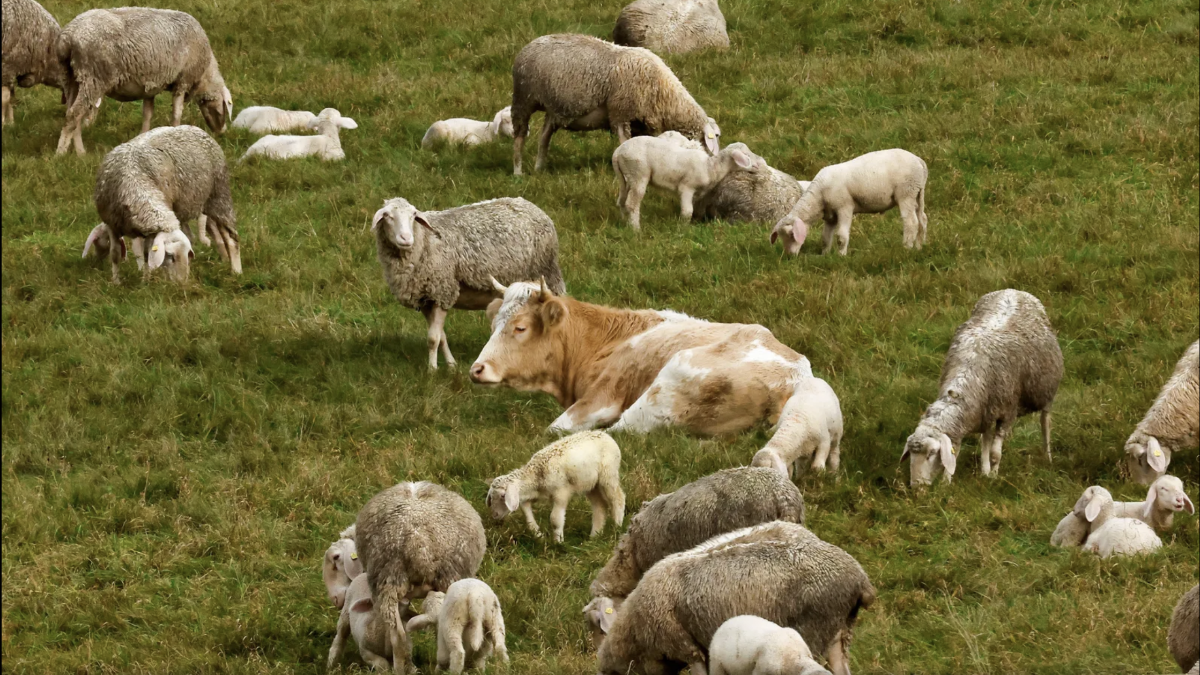 Kuh „Mücke“ flieht vor Schlachter und schließt sich Schafherde an Kuh „Mücke“ flieht vor Schlachter und schließt sich Schafherde an