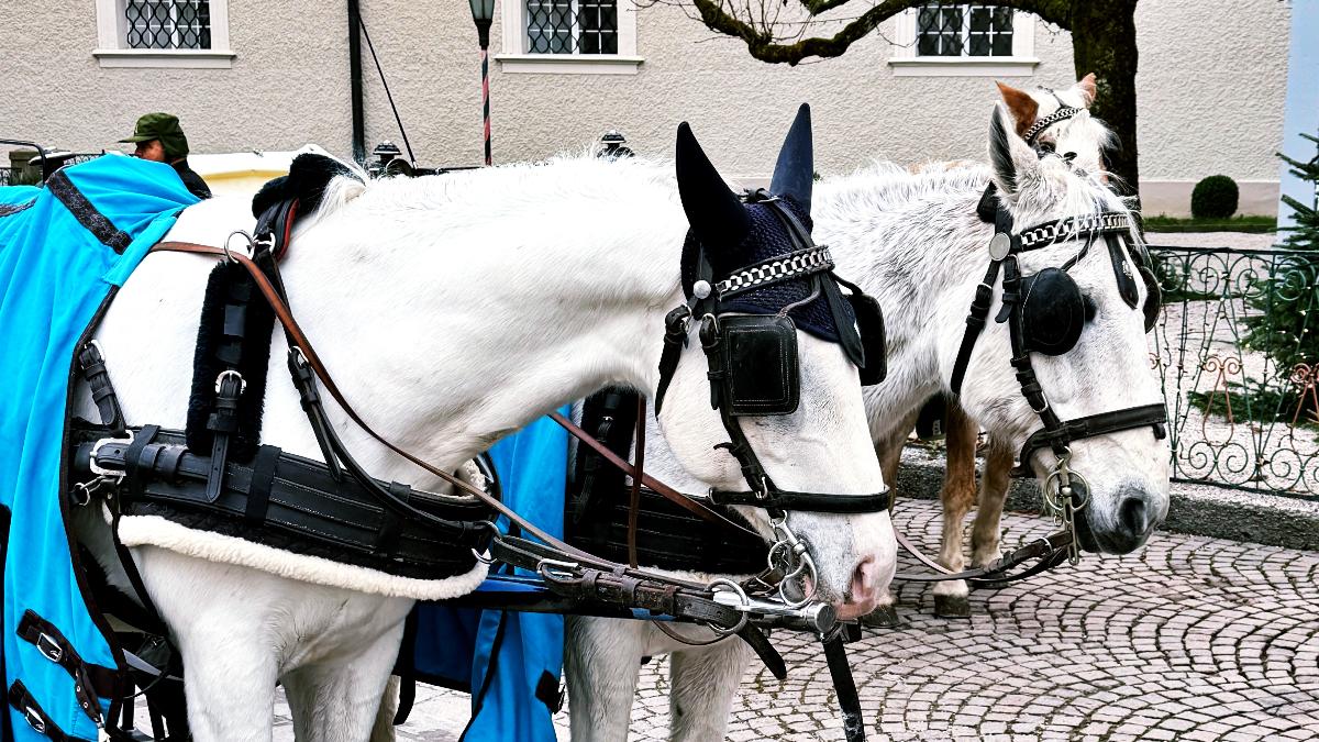 Schluss mit Pferdeleid: Rom wird Pferdekutschen endgültig verbannen Schluss mit Pferdeleid: Rom wird Pferdekutschen endgültig verbannen