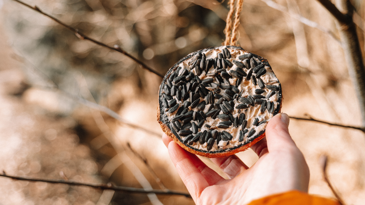 Vogelfutter im Test: Wenn Nahrung für Wildvögel mehr Schaden als Nutzen bringt Vogelfutter im Test: Wenn Nahrung für Wildvögel mehr Schaden als Nutzen bringt