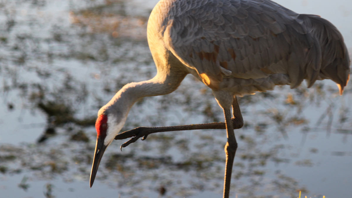 Tausende Kraniche verendet: Vogelpest „in bislang unbekanntem Ausmaß“ Tausende Kraniche verendet: Vogelpest „in bislang unbekanntem Ausmaß“