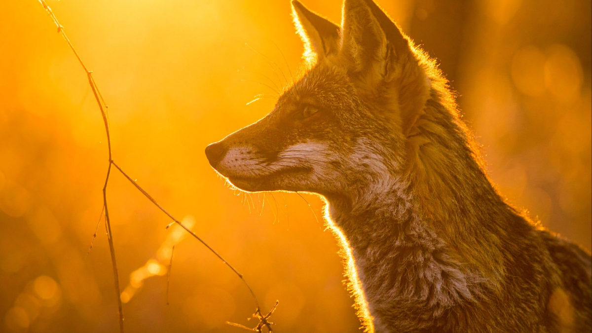 Klage gegen Behörden: Abschüsse von Goldschakalen sollen verhindert werden Klage gegen Behörden: Abschüsse von Goldschakalen sollen verhindert werden