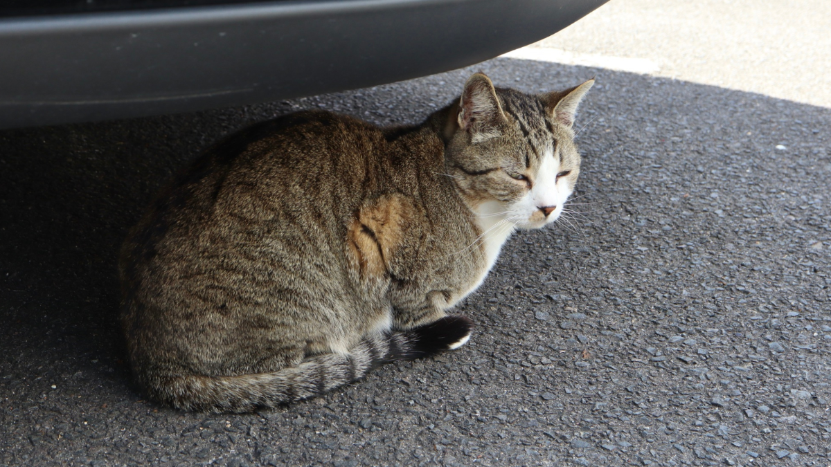 Streunerkatzen leiden: Tausende Menschen rufen Politik zum Handeln auf Streunerkatzen leiden: Tausende Menschen rufen Politik zum Handeln auf