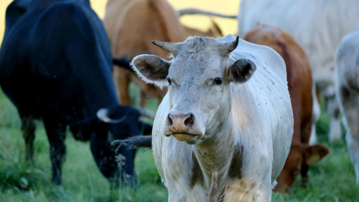 Profitabler Horror: Wie Rinder lebendig von Österreich nach Algerien verkauft werden