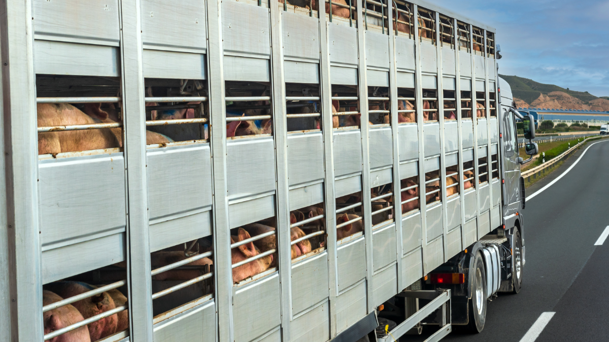 Steter Tropfen: Was im Jahr 2025 für den Schutz der Tiere erreicht werden konnte