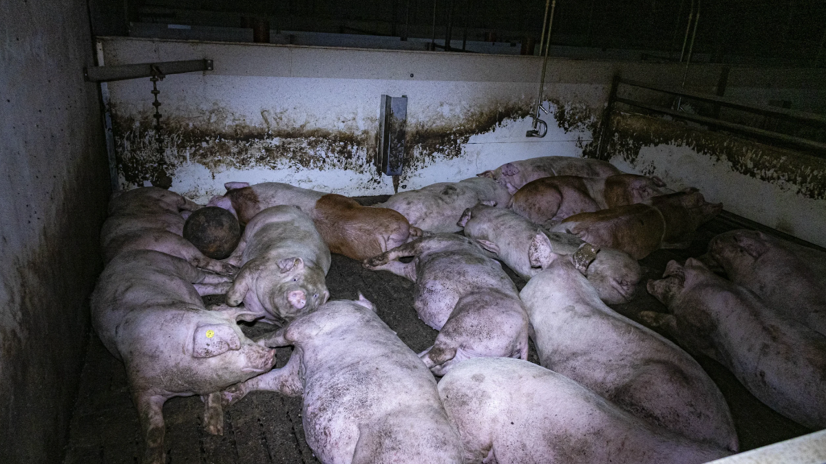 Schweinen ins Gesicht uriniert: Grausames Symptom eines Misshandlungs-Systems