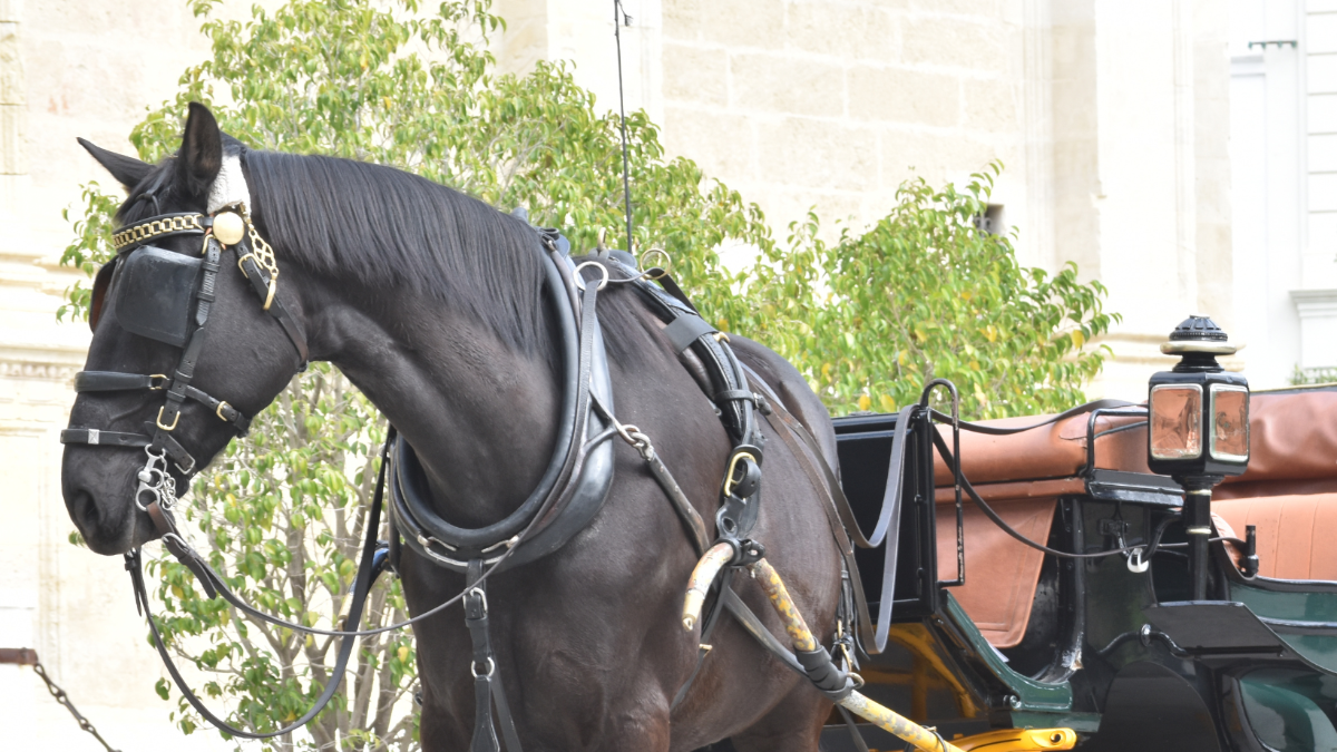 Druck von unten wirkt: Pferdekutschen werden hier endlich verboten