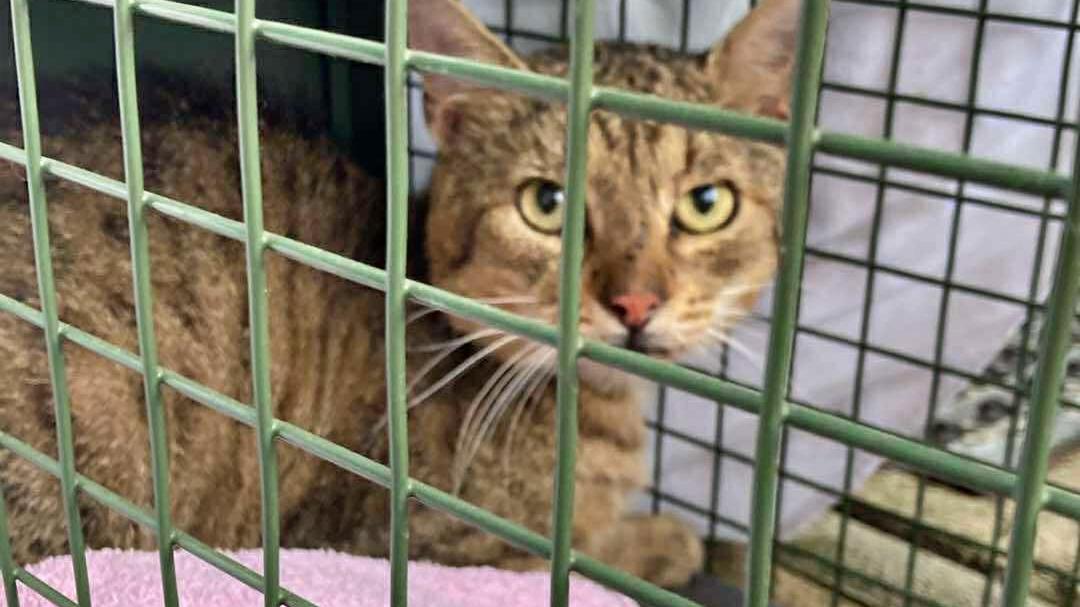 Arme Streunerkatzen: Wir helfen, weil Gemeinde die Unterstützung verweigert