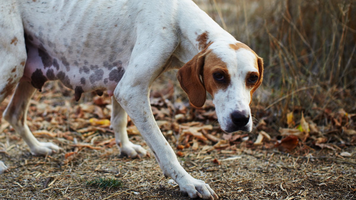 Giftköder ausgelegt: Polizei sucht nach Tierhasser und ruft zur Mithilfe auf Giftköder ausgelegt: Polizei sucht nach Tierhasser und ruft zur Mithilfe auf