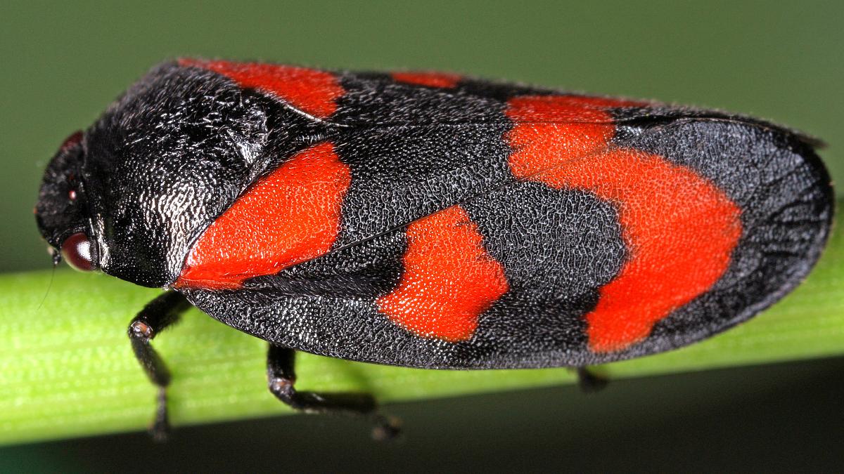 Zikade, Birke & Libelle: So wird versucht die Natur zu schützen Zikade, Birke & Libelle: So wird versucht die Natur zu schützen
