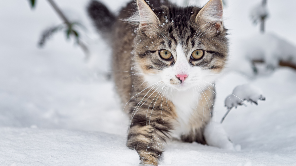 Neue Petition fordert: Alle Gemeinden sollen Streunerkatzen helfen müssen