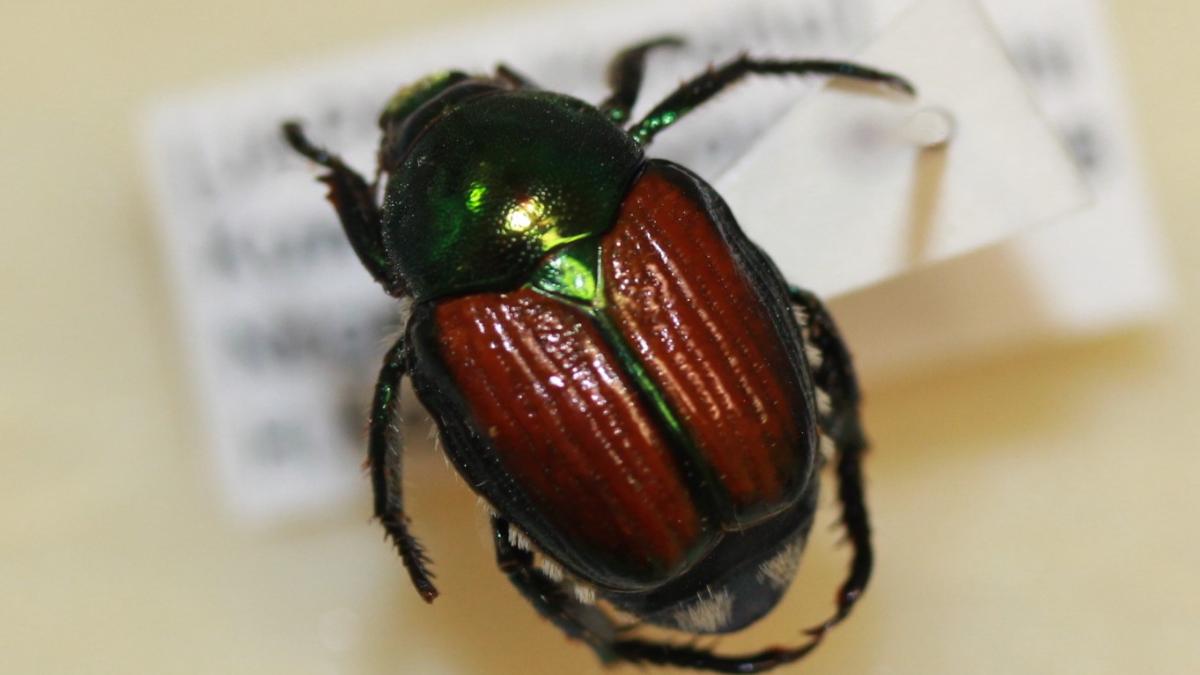 „Jede Meldung zählt“: Behörden warnen vor gefährlichem Import-Käfer in Österreich