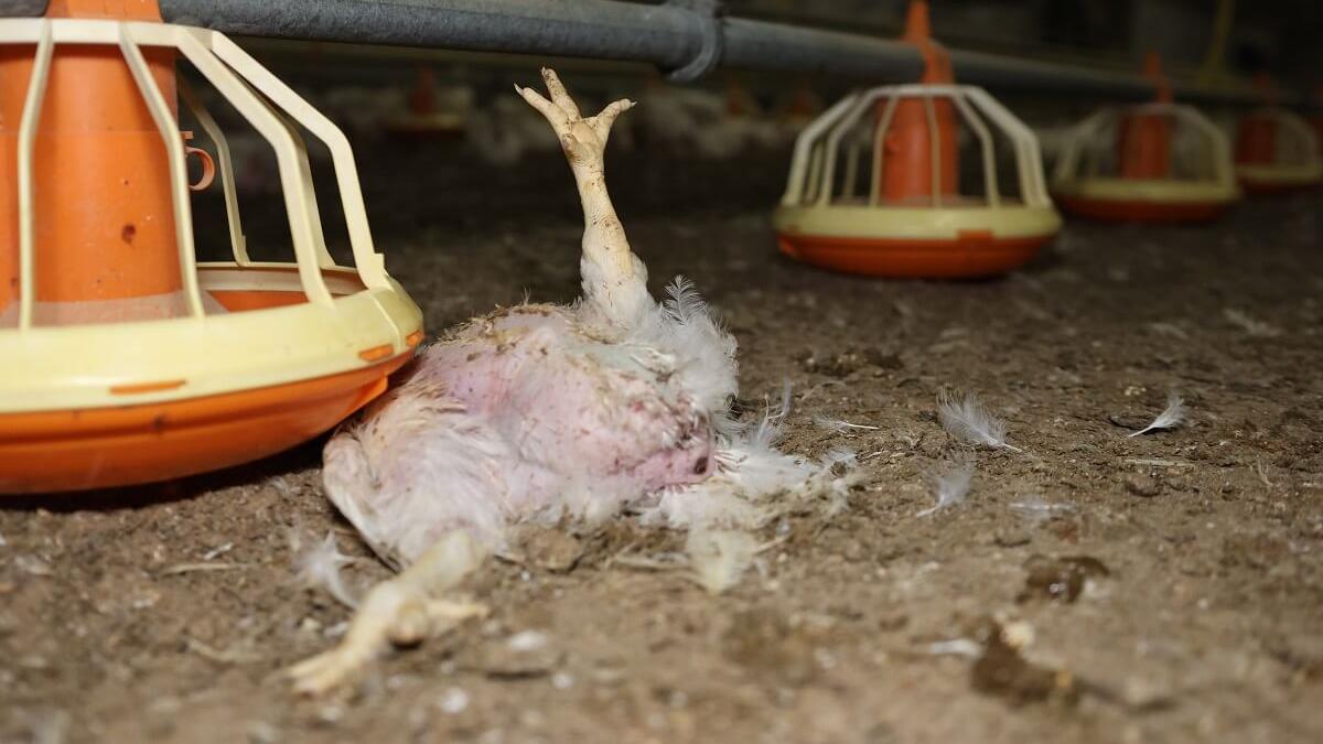Mit Tierwohlsiegel: Neue Recherchen enthüllen Hühner-Qual bei Fastfood-Lieferant