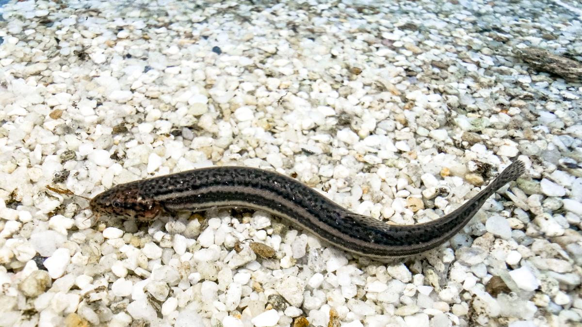Der „Wetterfisch“: Was den Meister der Anpassung so besonders macht Der „Wetterfisch“: Was den Meister der Anpassung so besonders macht
