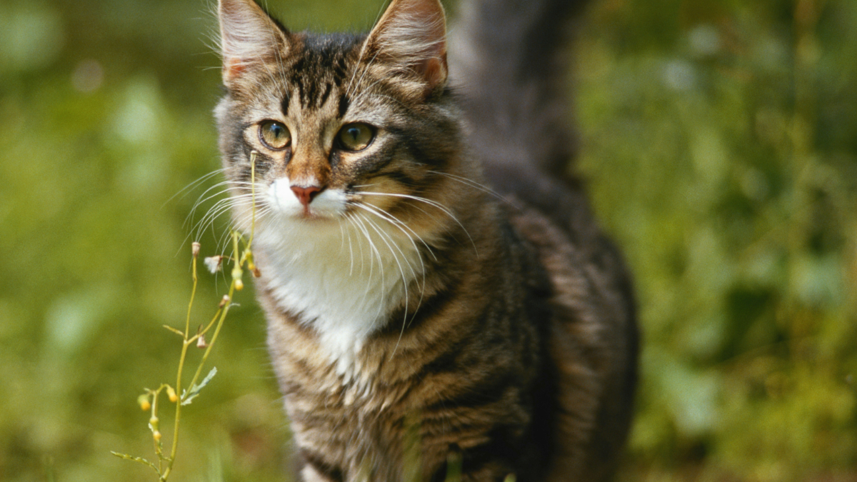Geköpfte Katze: 2.000 Euro Belohnung für Hinweise ausgeschrieben Geköpfte Katze: 2.000 Euro Belohnung für Hinweise ausgeschrieben