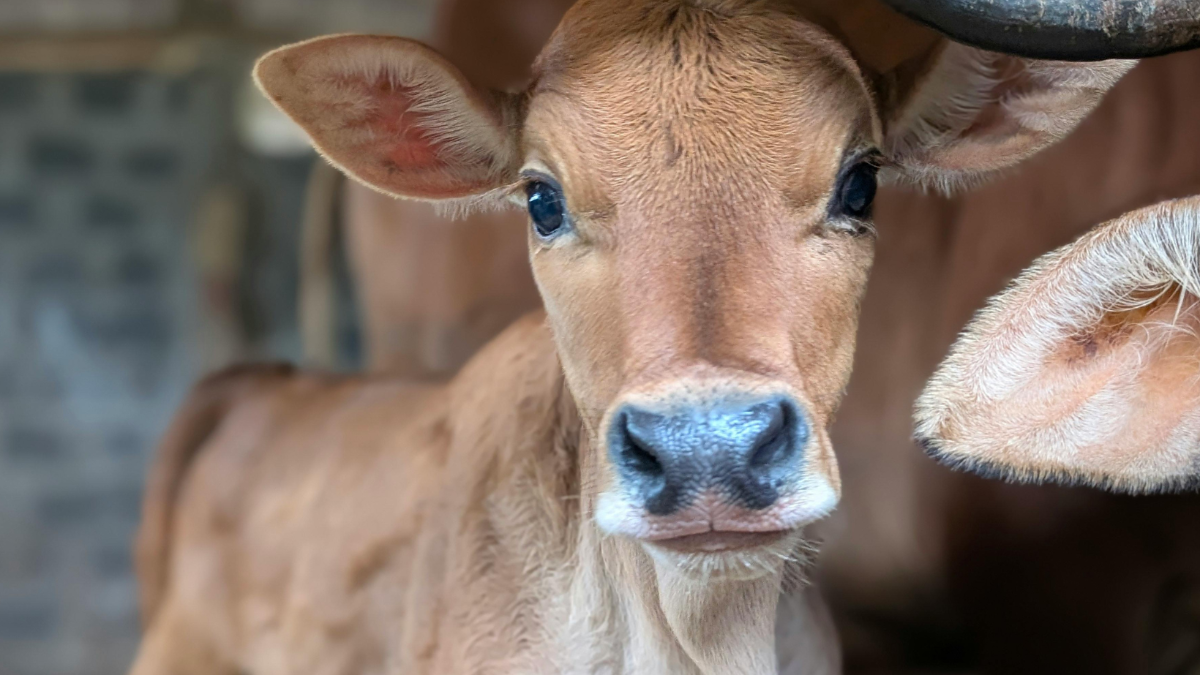 Taten statt Vorsätze: Was 2026 geschehen muss, um das Leid der Tiere zu lindern Taten statt Vorsätze: Was 2026 geschehen muss, um das Leid der Tiere zu lindern