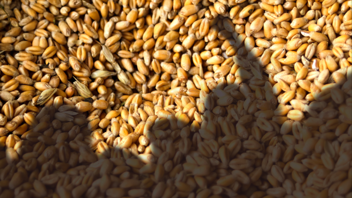 „Schleuderpreise stoppen“: So wenig vom Verkaufspreis kommt bei unseren Bauern an