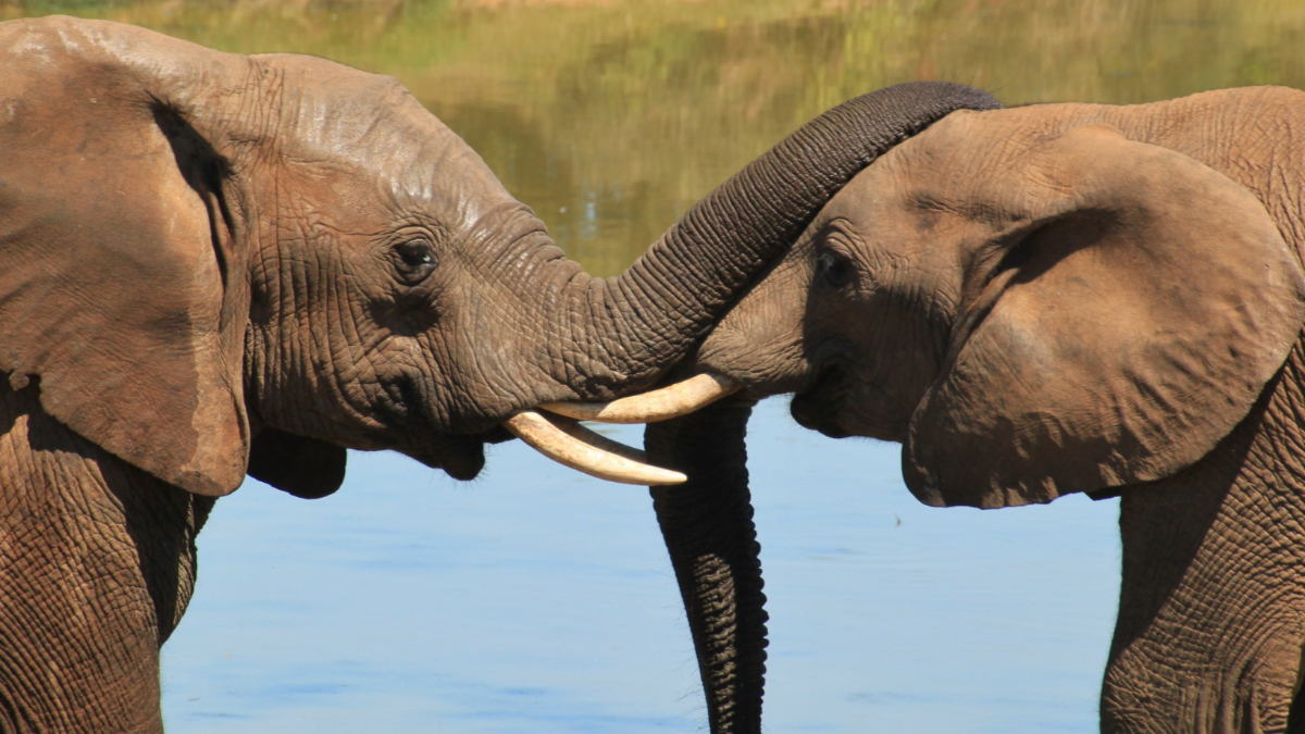 Intelligente Tiere: 5 Tierarten und ihre besonderen Fähigkeiten Intelligente Tiere: 5 Tierarten und ihre besonderen Fähigkeiten