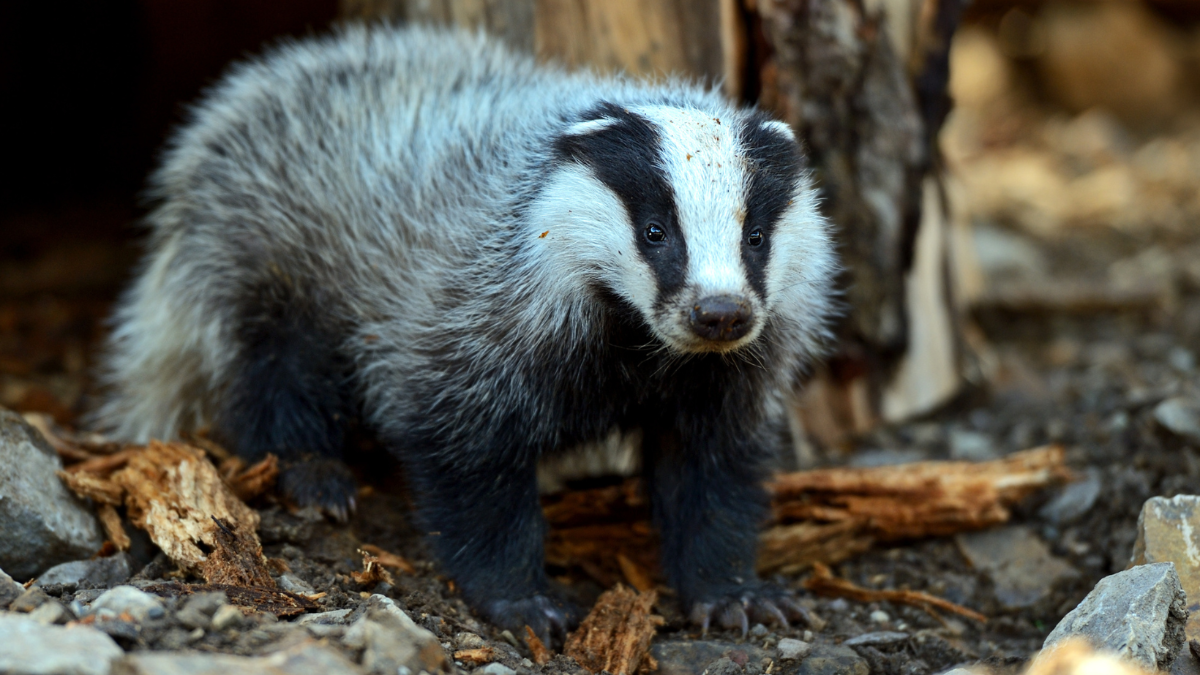 Heimliche Nachbarn: Warum der Dachs mehr Aufmerksamkeit verdient