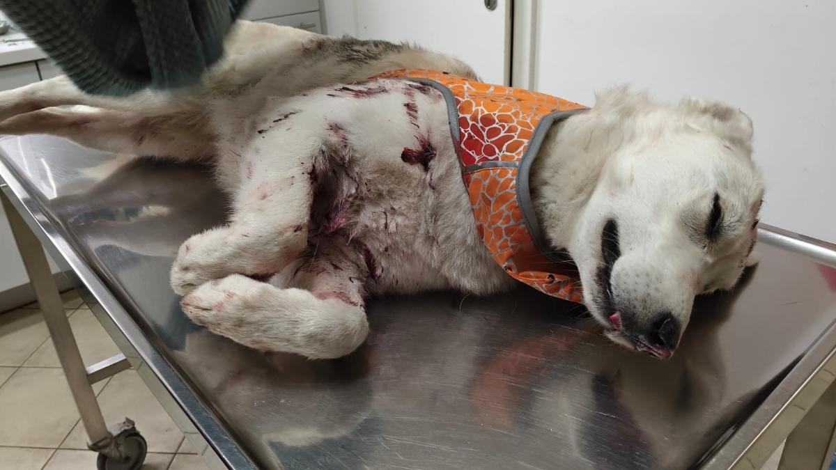 Verbot von Haustierabschüssen nach Erschießung von „Cooper“ & „Bailey“ gefordert Verbot von Haustierabschüssen nach Erschießung von „Cooper“ & „Bailey“ gefordert