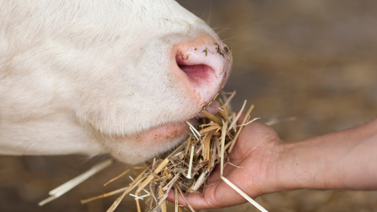 Happy End für „Mücke“: Lebensabend von Kuh, die Schutz bei Schafen suchte, ist gesichert Happy End für „Mücke“: Lebensabend von Kuh, die Schutz bei Schafen suchte, ist gesichert