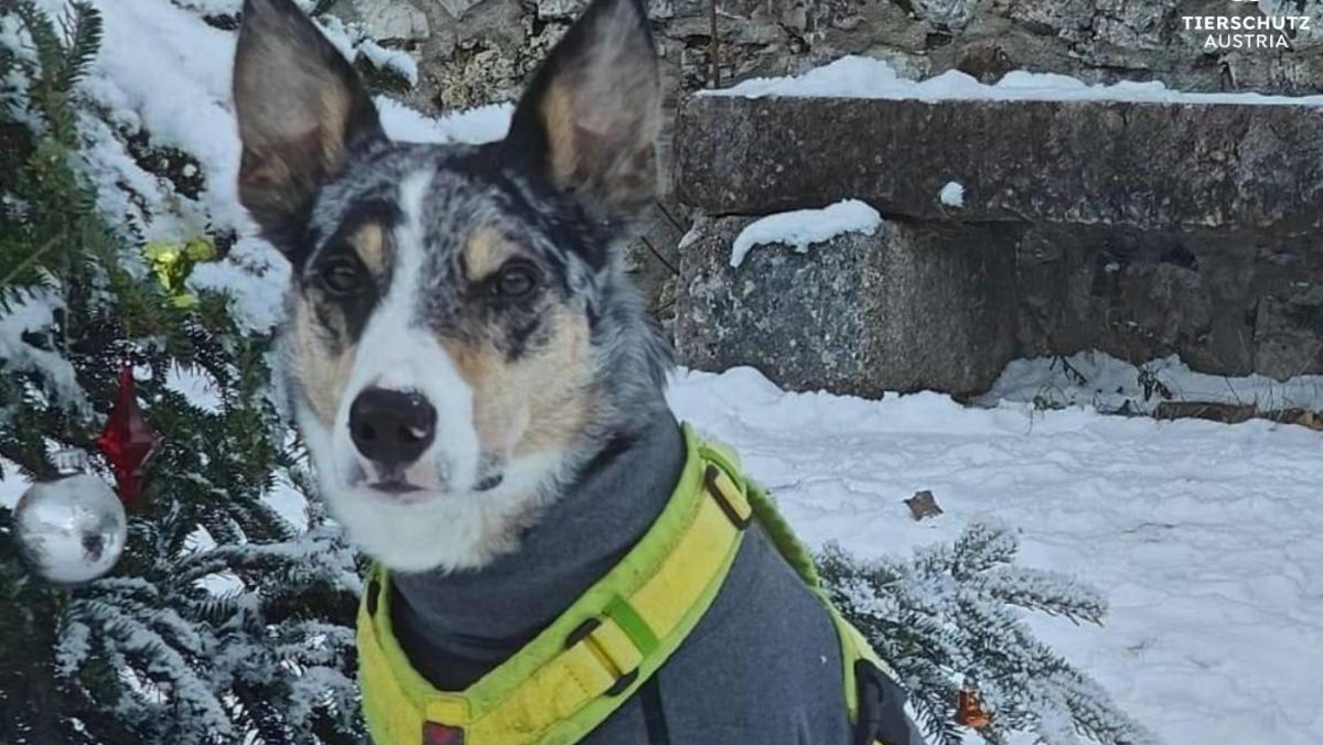 Hund trotz Warnweste erschossen: Psychotest für Jäger nach „Verwechslung“ gefordert
