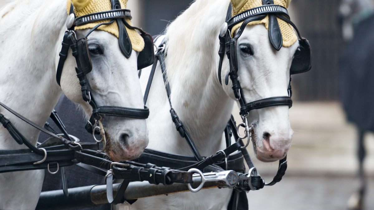 „Ein Pferd ist keine Maschine“: Stadt Prag verbietet Fiaker, um Tiere zu schützen „Ein Pferd ist keine Maschine“: Stadt Prag verbietet Fiaker, um Tiere zu schützen