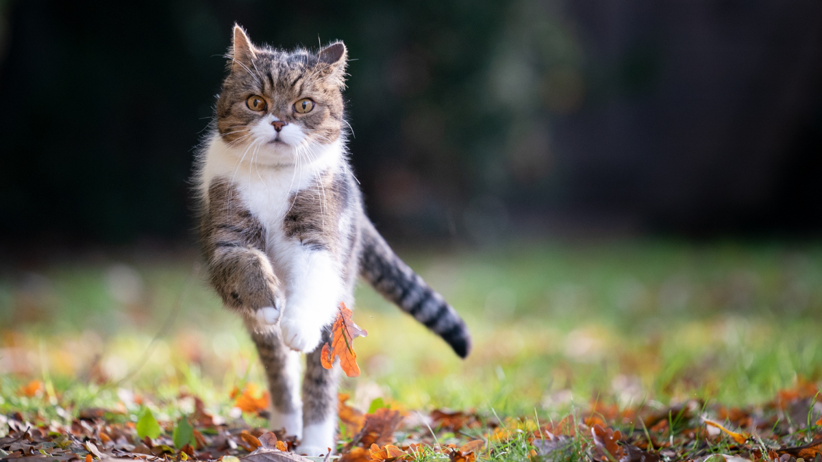 Schon 5 Katzen angeschossen: Polizei fahndet hier nach Tiermörder