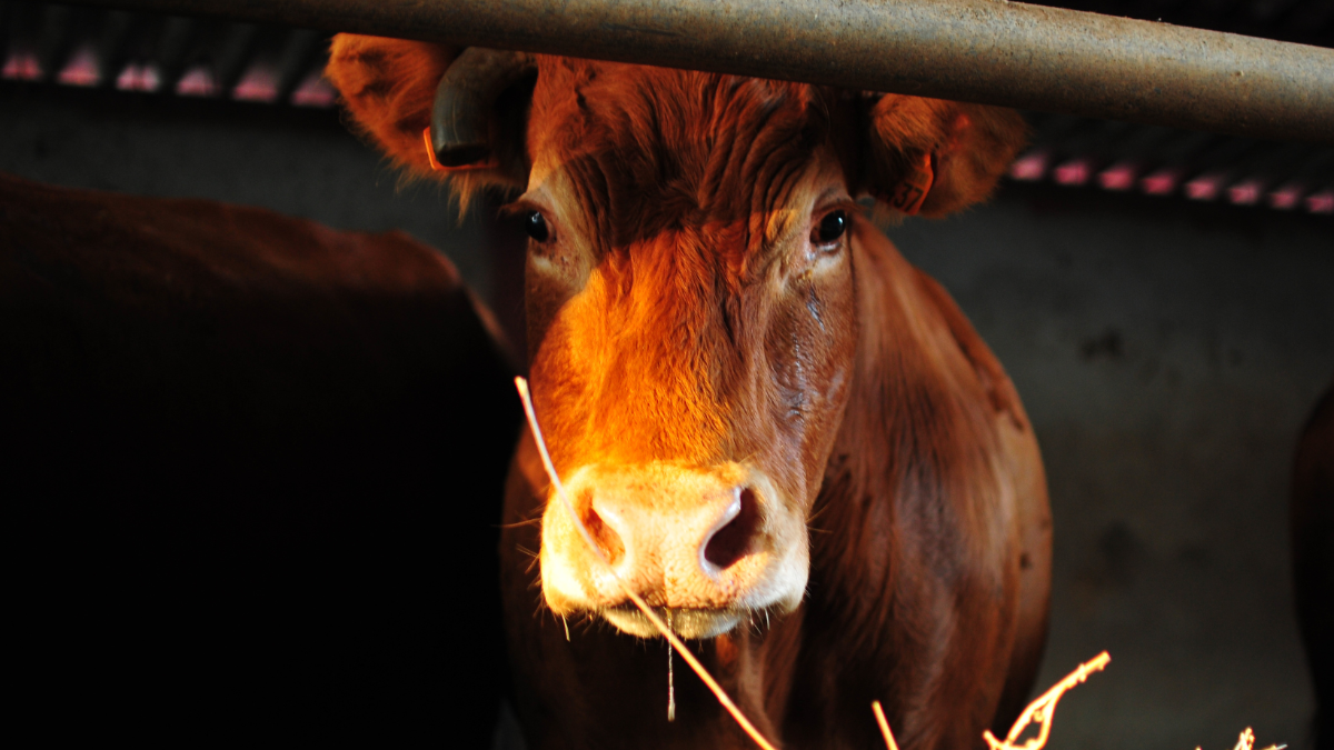 „Keiner kettet mehr an“: Dreiste Werbelügen der Milchindustrie aufgedeckt