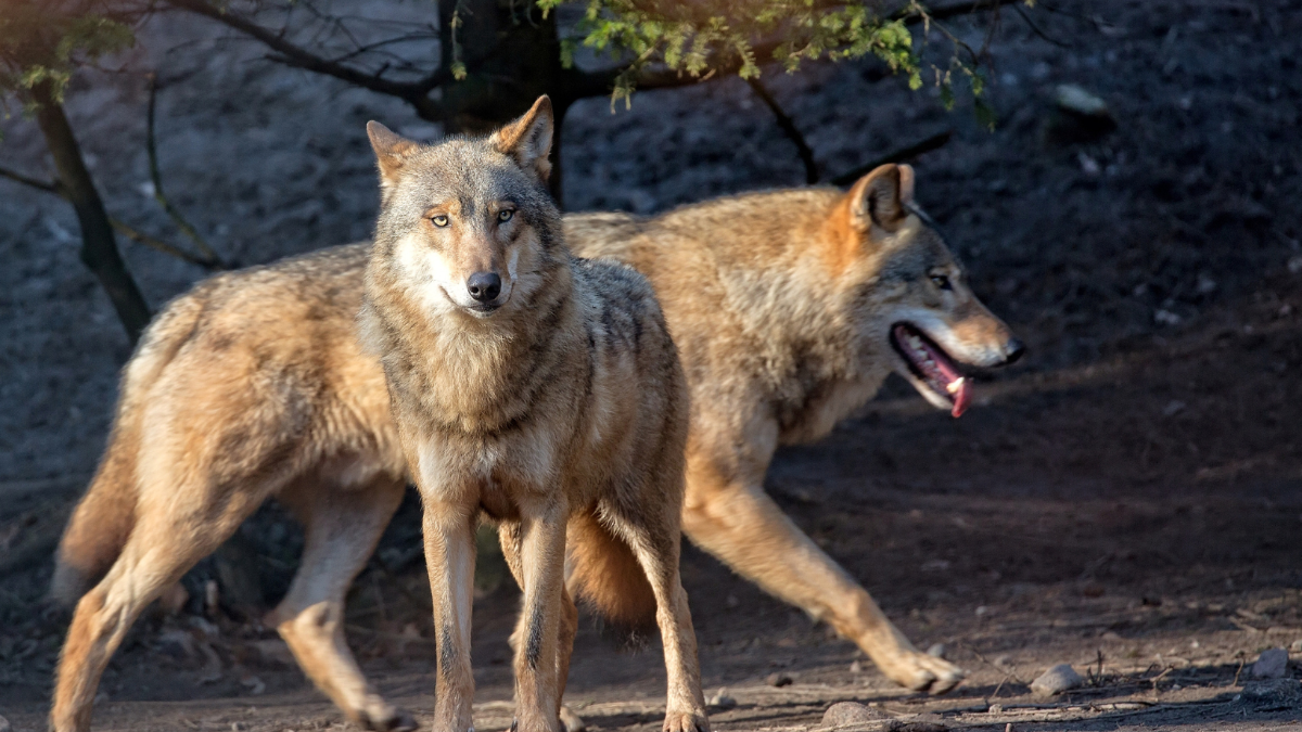 „Wendepunkt“: Neues Wolfs-Gutachten zerstört Argumente der Abschuss-Lobby