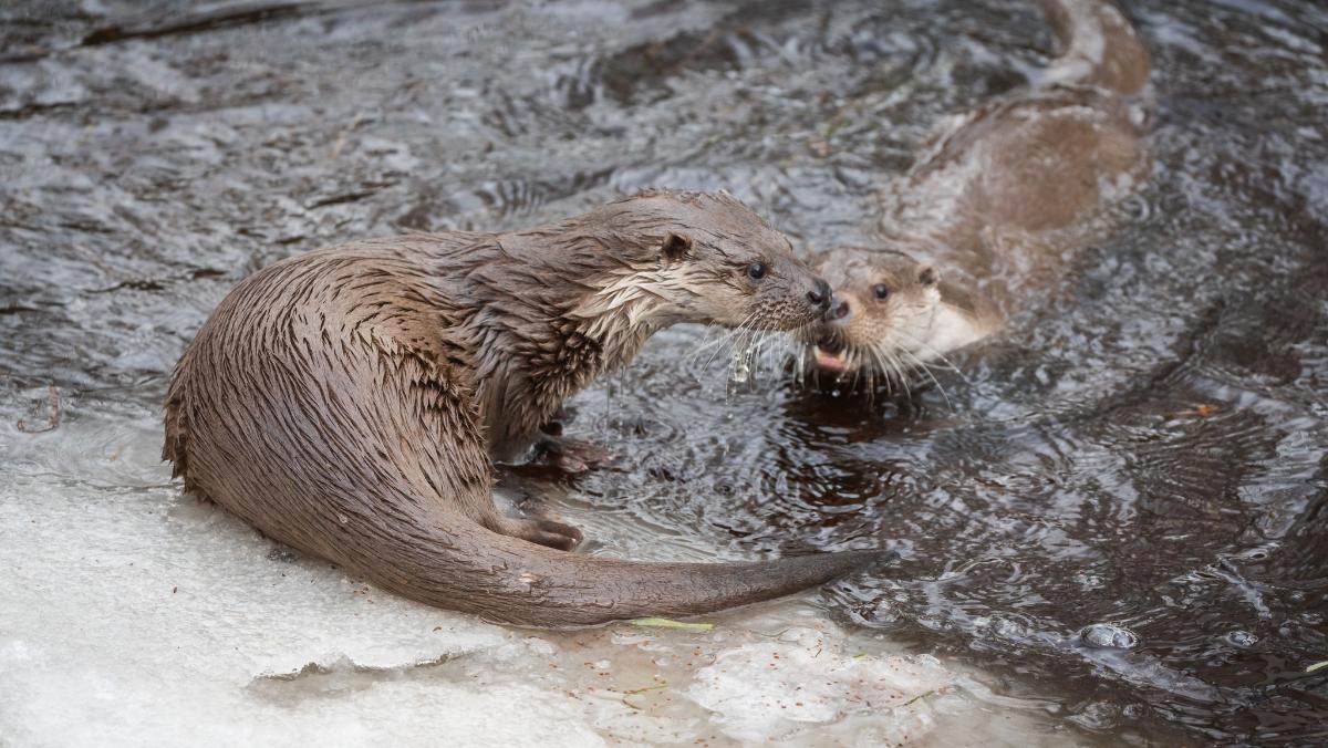 Eintritt frei: Großes Familienfest am 26. Oktober im UnterWasserReich mit Otter-Fütterungen