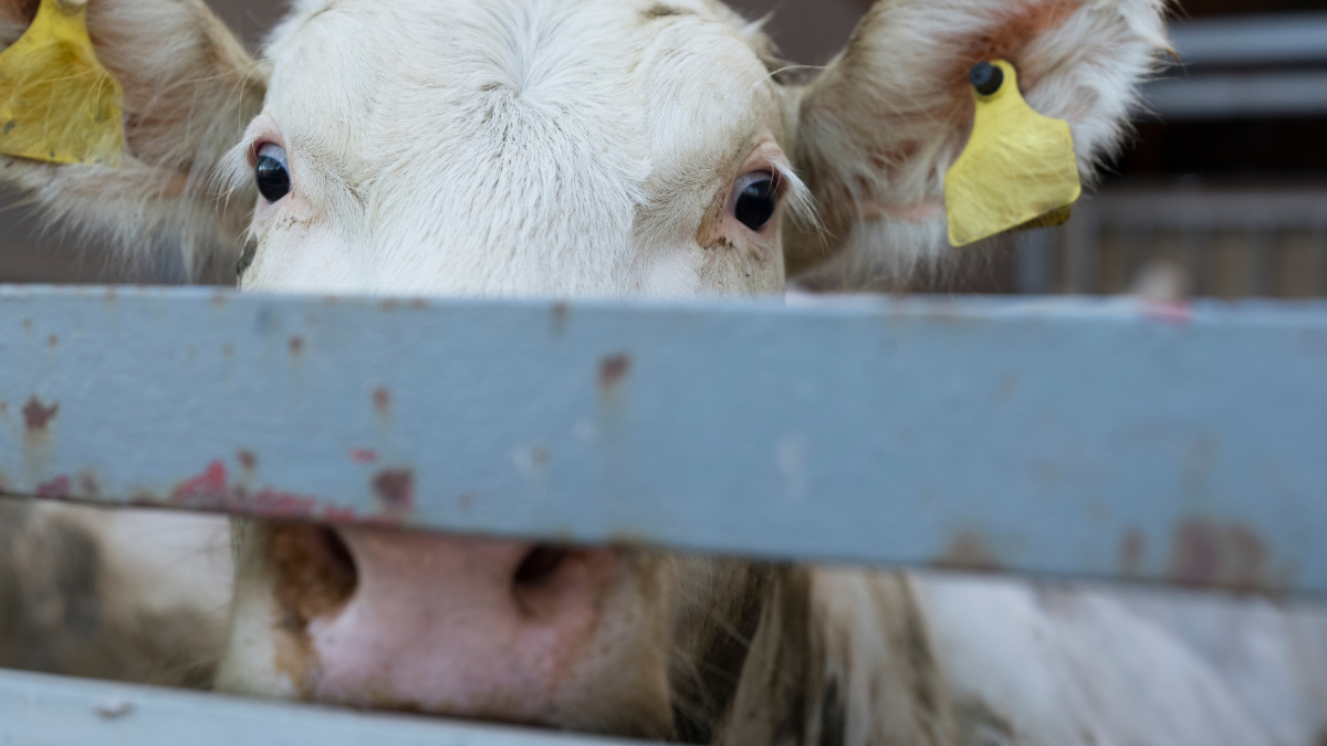 „Kälber schrien bitterlich“: Tiertransporter in Kärnten verstieß gegen mehrere Auflagen